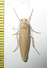 Sozusa scutellata