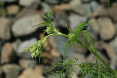 Sphallerocarpus gracilis