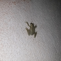 Trachycephalus mesophaeus