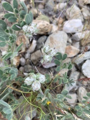 Stylocline micropoides