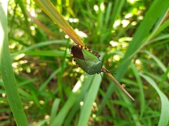 Pycanum alternatum