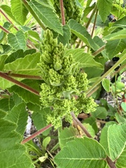 Rhus michauxii
