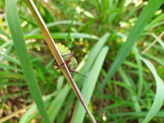 Pycanum alternatum