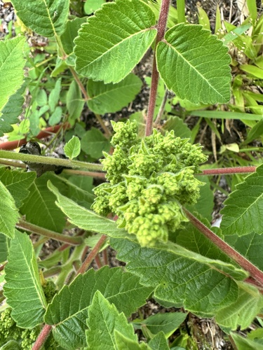 Rhus michauxii, photograph 2