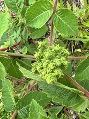 Rhus michauxii, photograph (c) Ashwin Srinivasan, some rights reserved (CC BY)