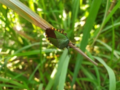 Pycanum alternatum