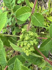 Rhus michauxii, photograph (c) Ashwin Srinivasan, some rights reserved (CC BY)