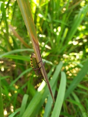 Pycanum alternatum