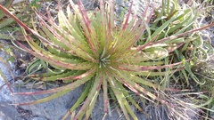 Hechtia texensis