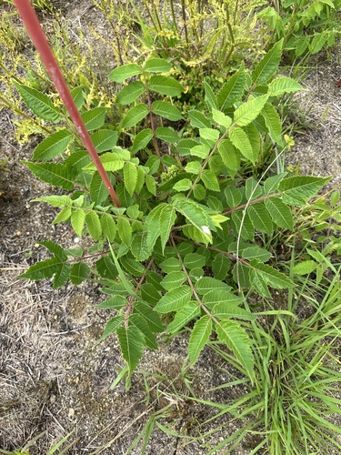 Rhus michauxii, photograph 4