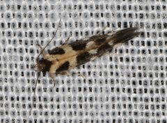 Macrobathra bigerella