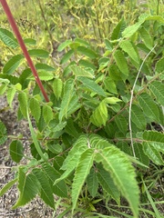 Rhus michauxii, photograph (c) Ashwin Srinivasan, some rights reserved (CC BY)