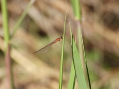 Ischnura asiatica
