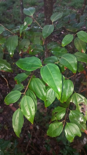 Rhodamnia acuminata, 2026-05-25