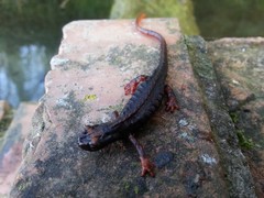 Salamandrina perspicillata