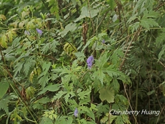 Aconitum formosanum