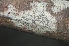 Halegrapha mucronata