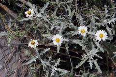 Melampodium cinereum