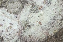 Pertusaria pertractata