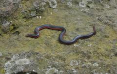 Carphophis vermis