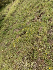 Pseudobahia heermannii