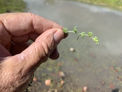 Plagiobothrys acanthocarpus