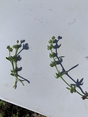 Plagiobothrys acanthocarpus