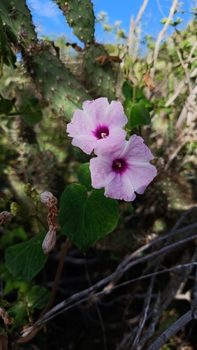Ipomoea megapotamica