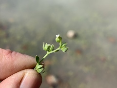 Plagiobothrys acanthocarpus