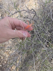 Anisacanthus linearis, photograph (c) Cleveland Powell, some rights reserved (CC BY)