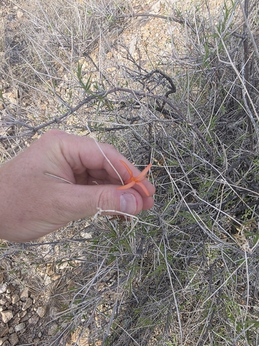 Anisacanthus linearis, photograph 3