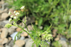 Sphallerocarpus gracilis