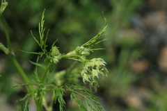 Sphallerocarpus gracilis