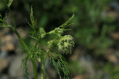 Sphallerocarpus gracilis