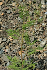 Sphallerocarpus gracilis