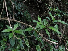 Rauvolfia verticillata