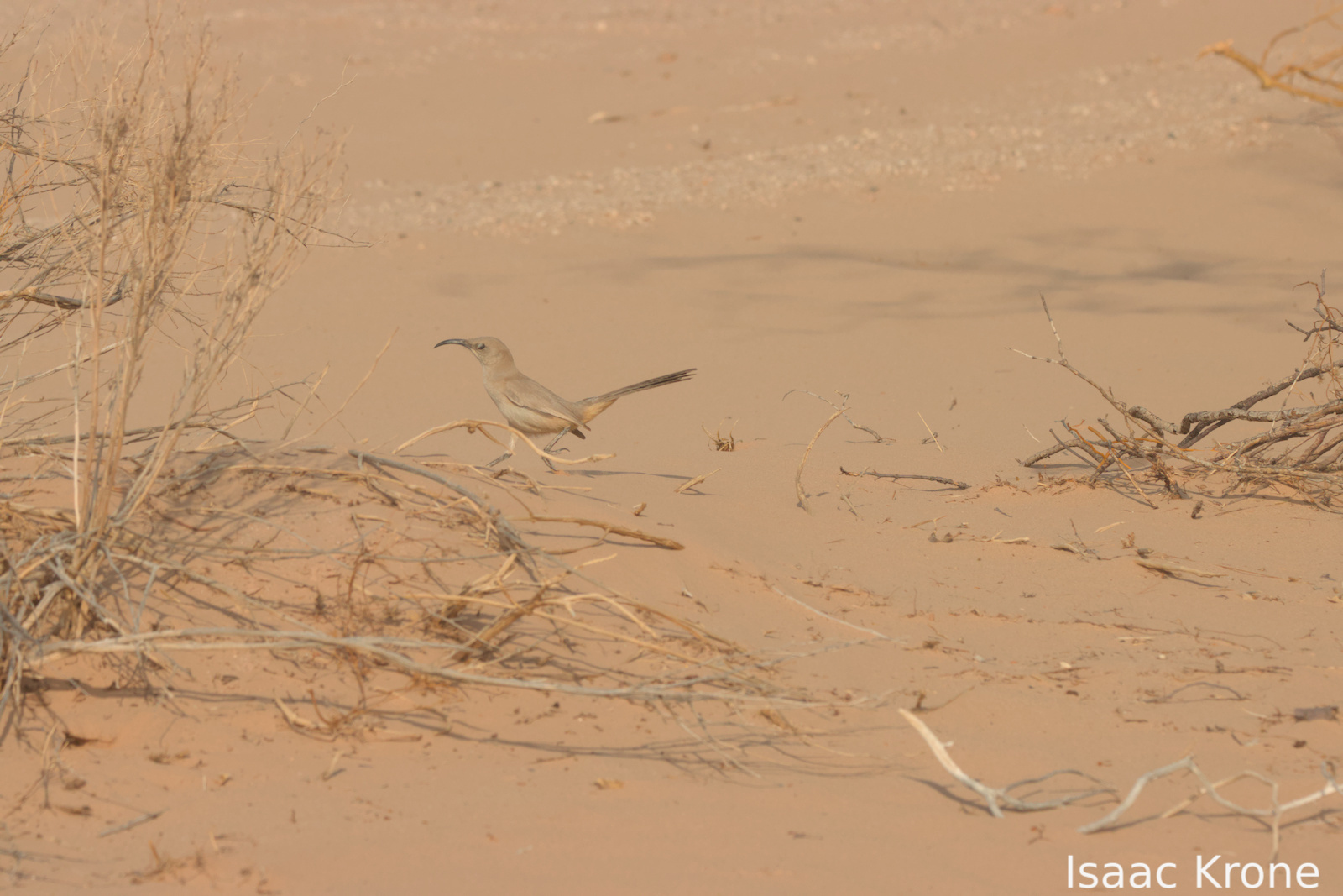 LeConte's Thrasher (Toxostoma lecontei), photo 3
