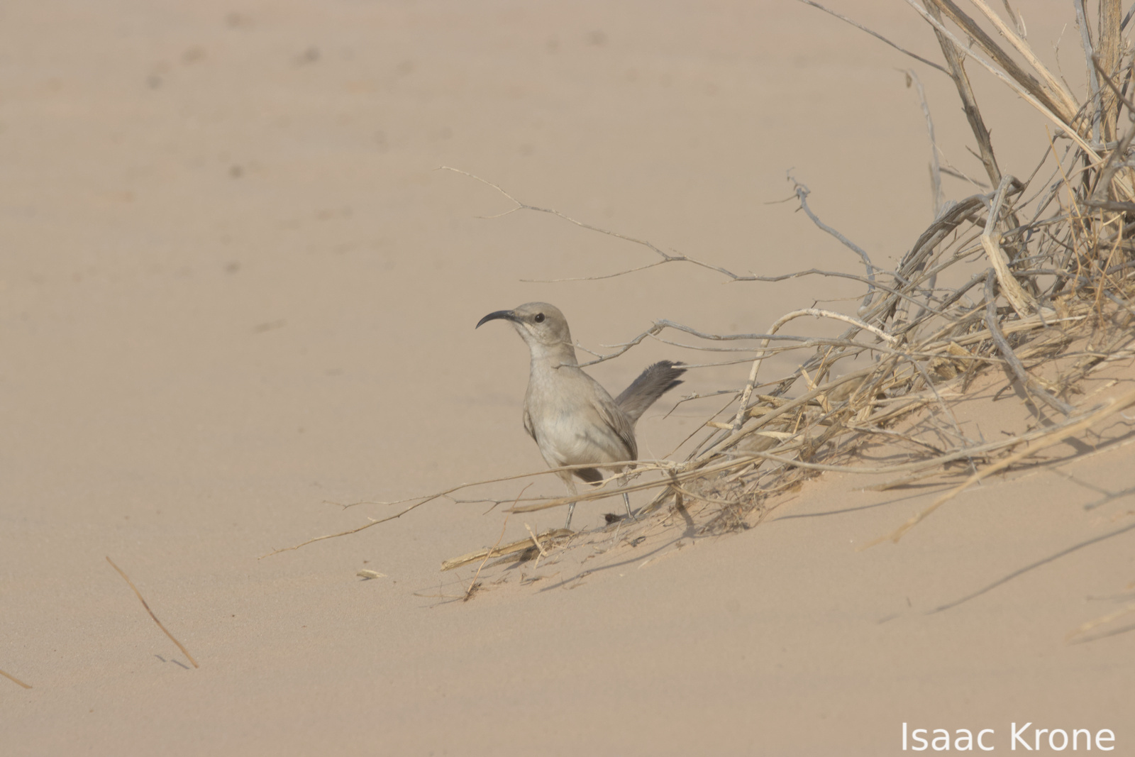 LeConte's Thrasher (Toxostoma lecontei), photo 2