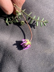 Astragalus didymocarpus