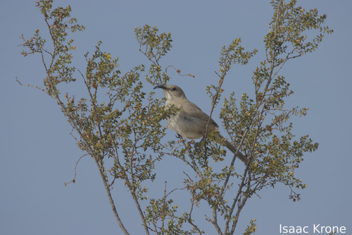 LeConte's Thrasher (Toxostoma lecontei)