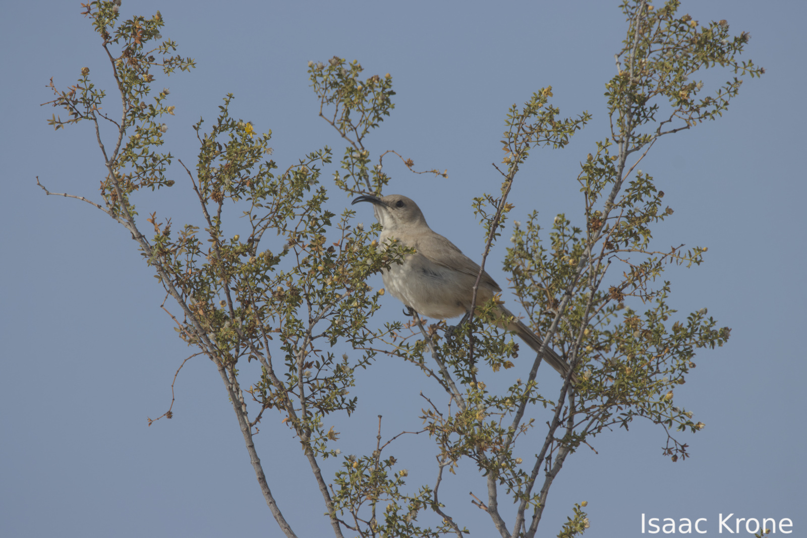 LeConte's Thrasher (Toxostoma lecontei), photo 1