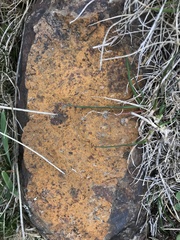 Dufourea