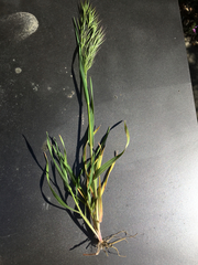 Bromus tectorum