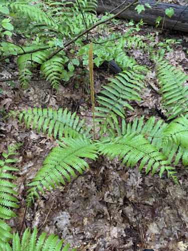 cinnamon fern