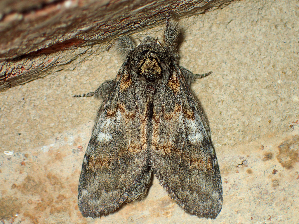 Angulose Prominent Moth