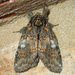 Angulose Prominent - Photo (c) John P Friel, some rights reserved (CC BY), uploaded by John P Friel