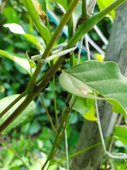 Pterygota
