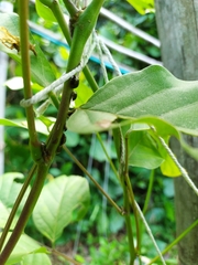 Pterygota