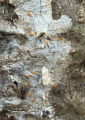 Zythia resinae