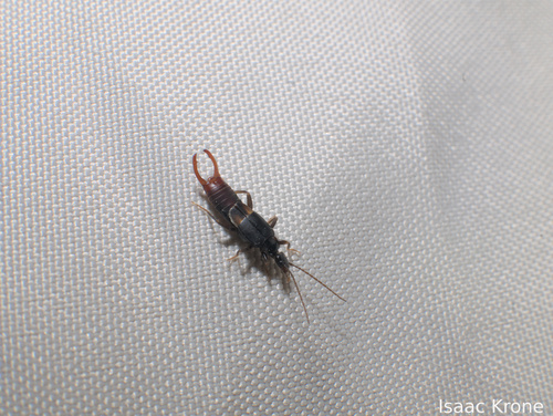 Toothed Earwig